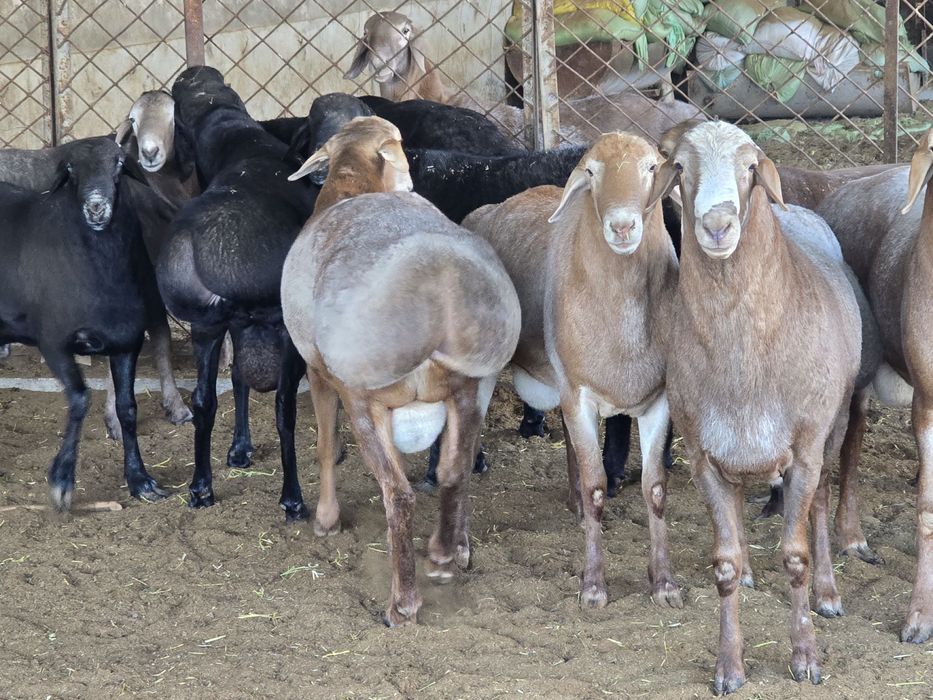 Arashan zotli qo’ylar Sotiladi kg. 80.000. Dan