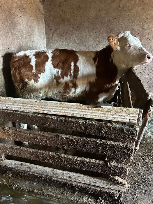 Vițică de vânzare, rasa bălțată romaneasca