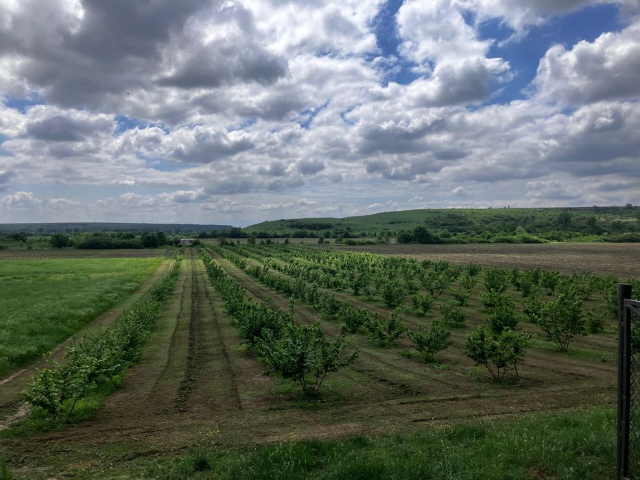 Лешници от производител реколта 2025г.