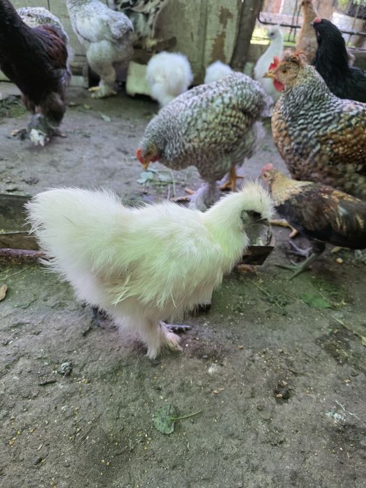 Matase japoneza,  australorp,  araucana, cochinchina