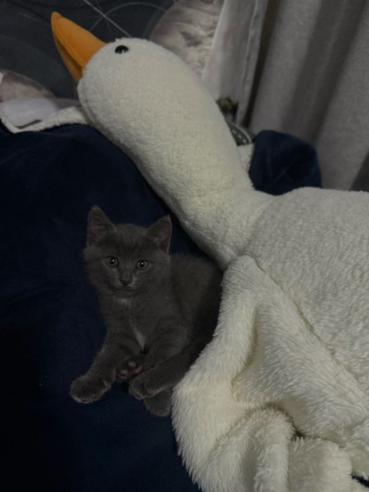 Бесплатно Котенок девочка в добрые руки