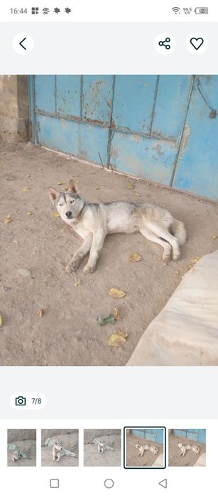 Пропала собака хаски девочка