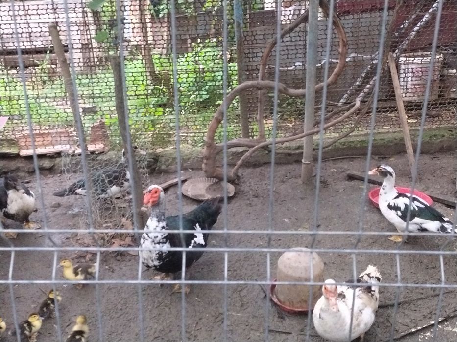 Schimb rate pe puicuțe