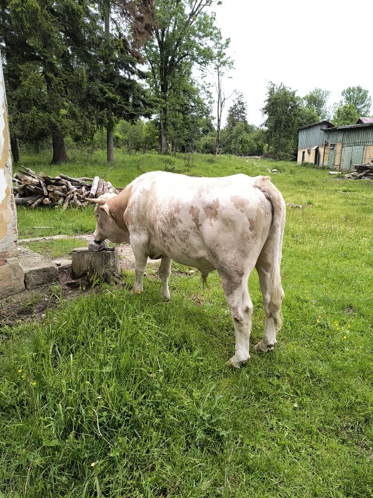 Vând taur vârstă 2 ani
