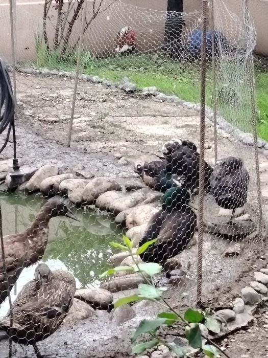 Vând rățoi indieni rate indiene alergătoare