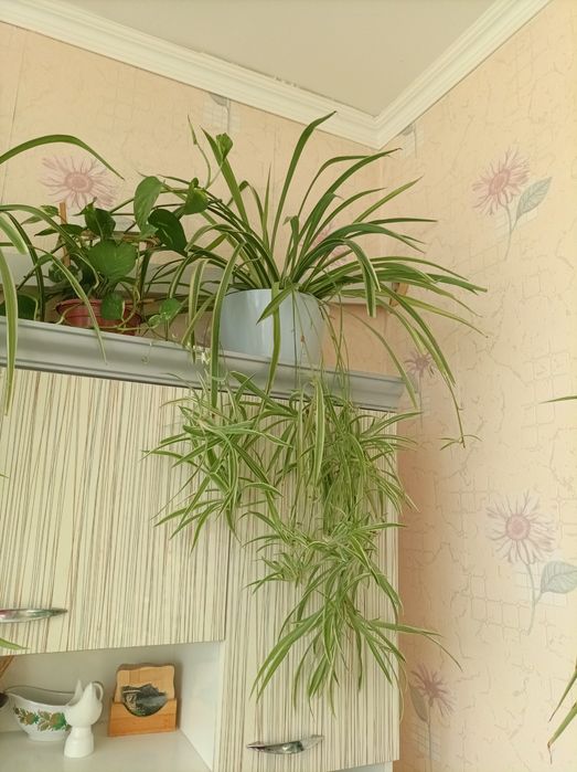 Цветок Хлорофитум комнатный