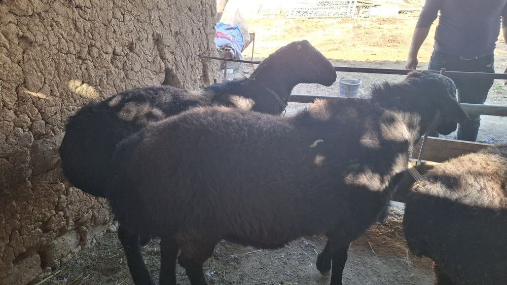 Qo ‘chqorla sotila