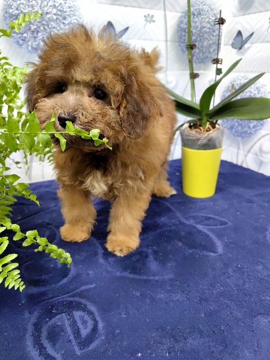 Девочка, мальтипу F1 , мини.