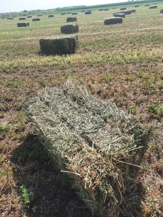 Vand bloti de lucerna, coasa a 5 a  anul 2 si coasa a 4 a anul 12025