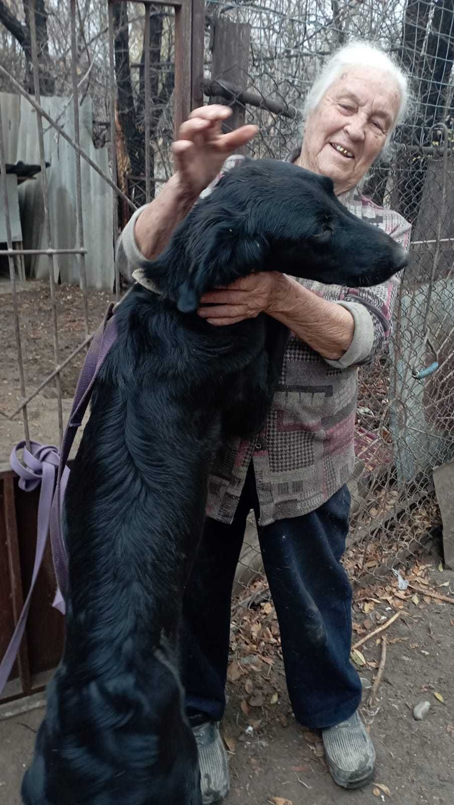 Авганская  Тазы помесь. Красивая чёрная собака.