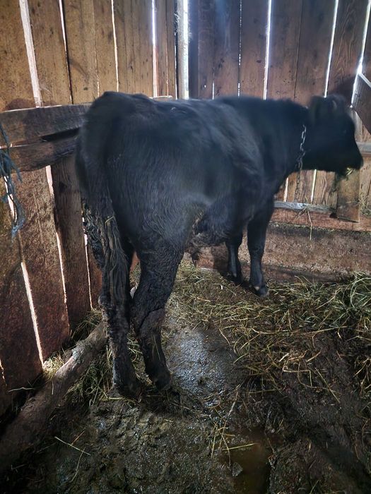 Vaca si taurasi de vânzare