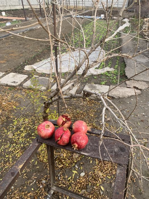 Саженцы гранат продаются