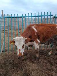 Молочные порода корова