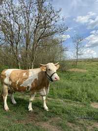 Vand vaca baltata romaneasca