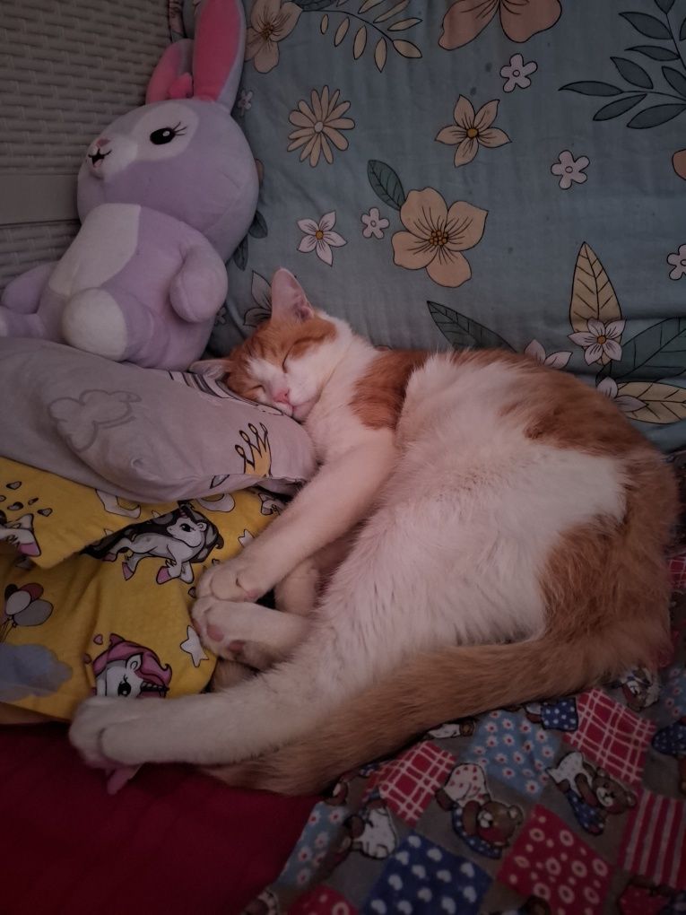 кот,  1 год, зовут персик,