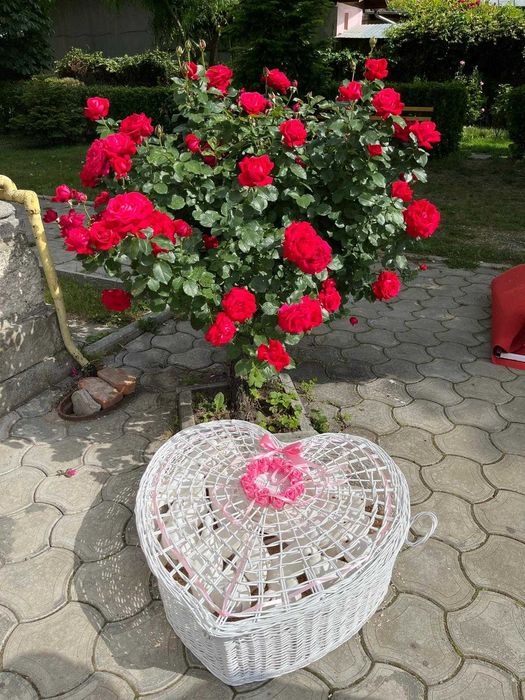 Porumbei Nunta/Botez/Evenimente