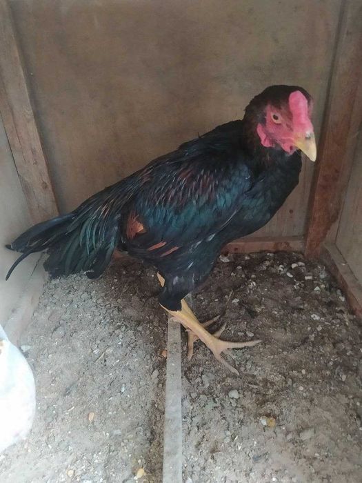 Дакан хурозлар товуклар сотилади