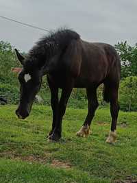 Mânz negru de vânzare