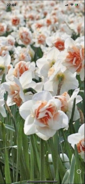 Bulbi de narcise 0,50 bsni buc