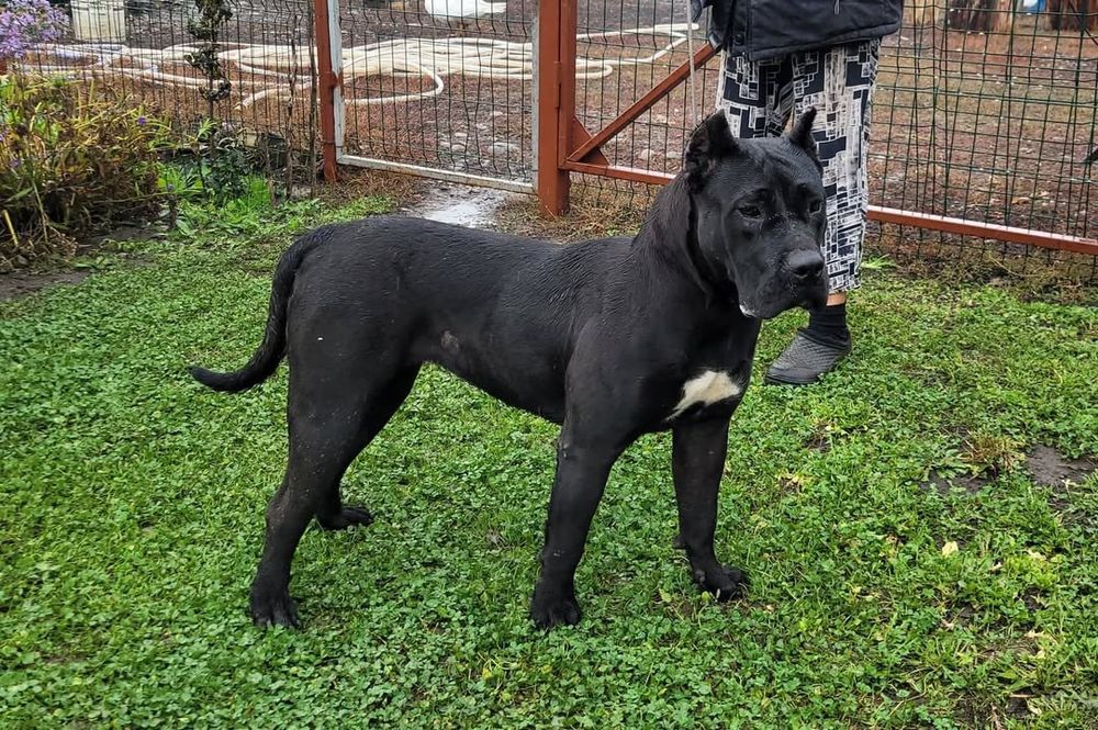 Femela Presa Canario Neagra cu Pedigree