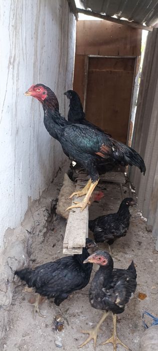 Ишкивозига сотилади