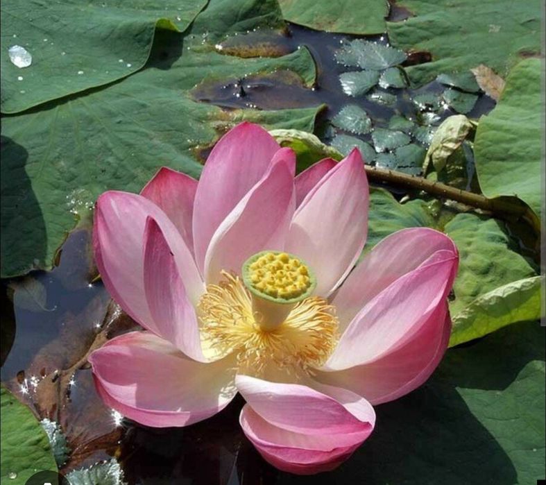 Семена Лотоса. .