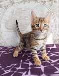 Bengal pui superb