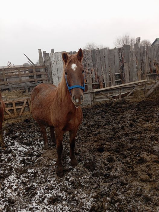 Продам кабылу  770