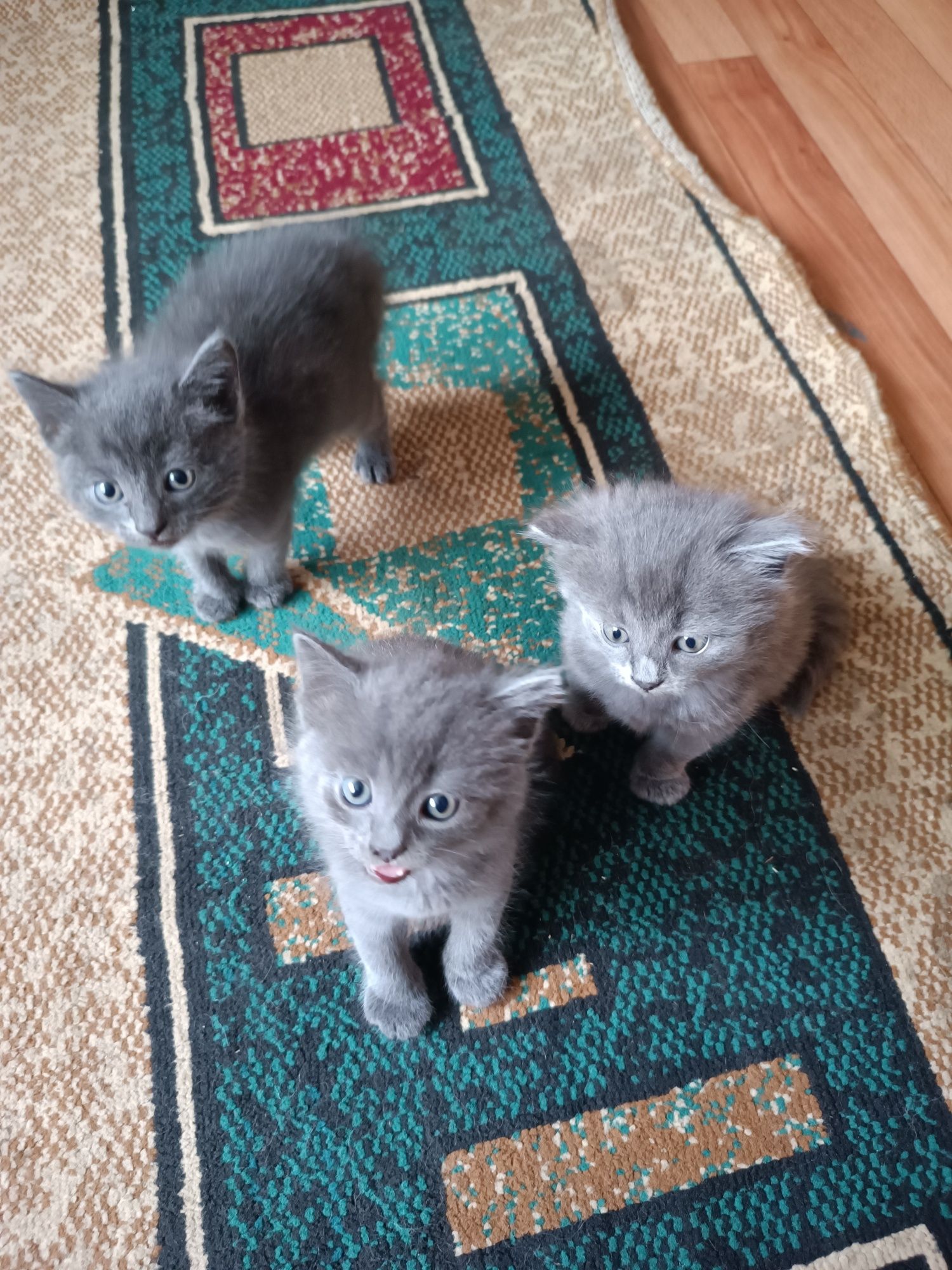 Отдам котят бесплатно