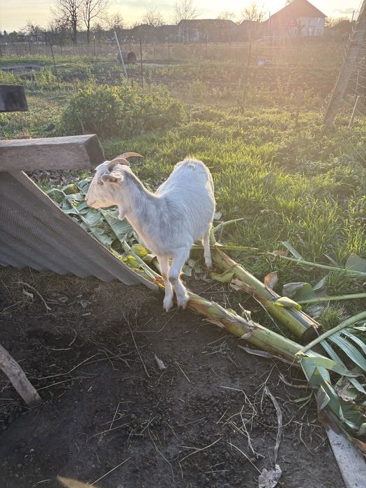Iade de vanzare 400 bucata primu venit primu servit