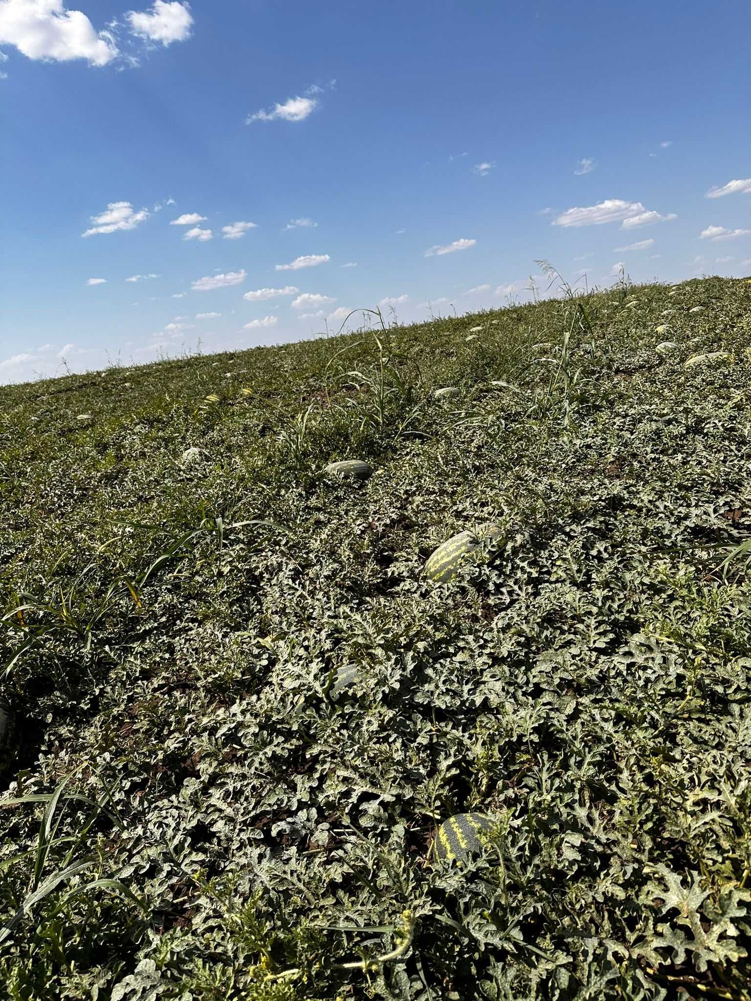 Pepene verde Mirsini si Karistan , calibru 6-14 kg