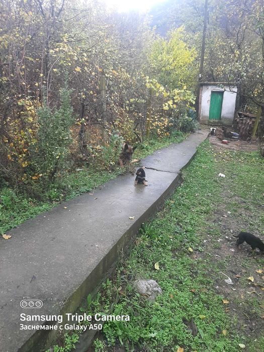 Ротвайлери кученца