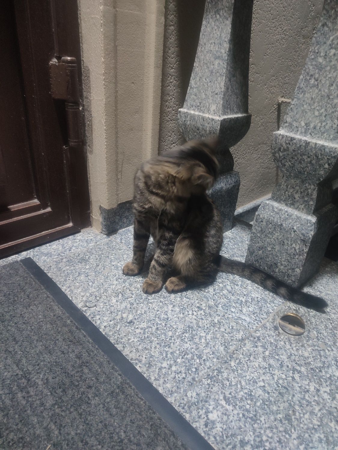 Отдаем игривого котика даром