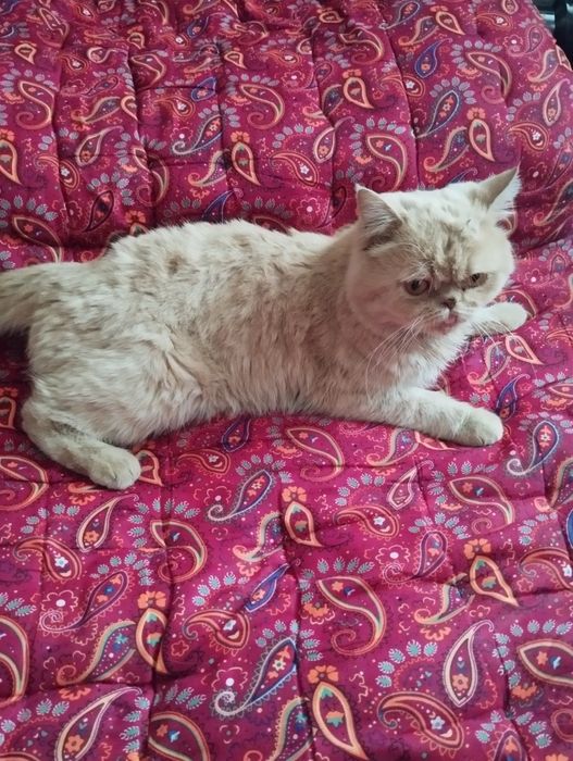 Mushuk sotiladi 1 yoshla