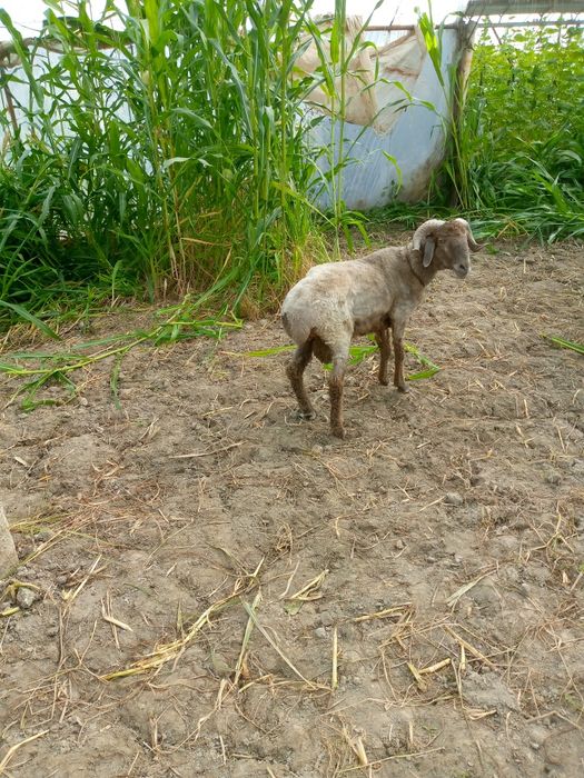 Кукор сотилади уйни моли