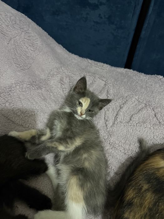Кошечки 2 месяца