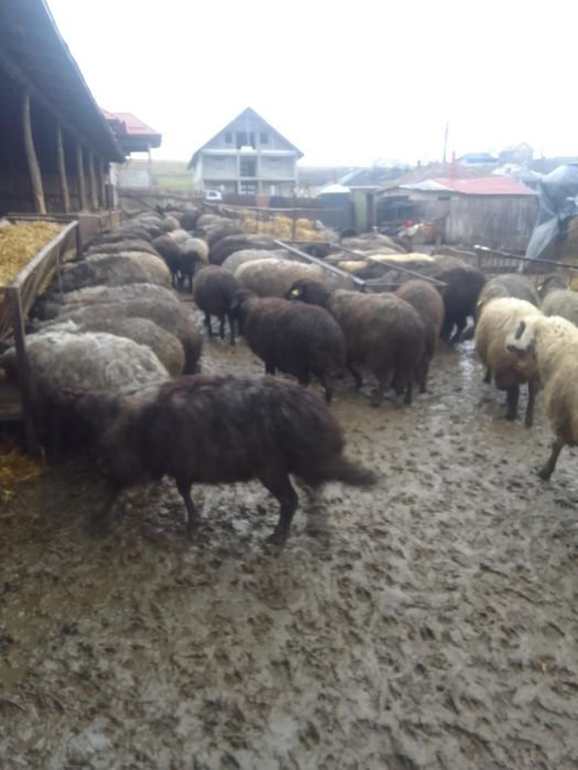 Vând Oi caracul 100 buc  gestante.