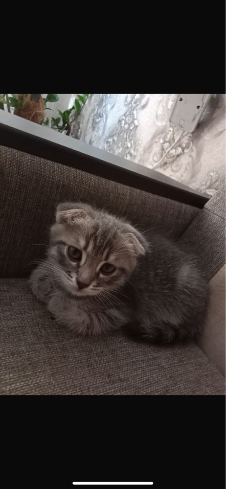 Британский вислоухий