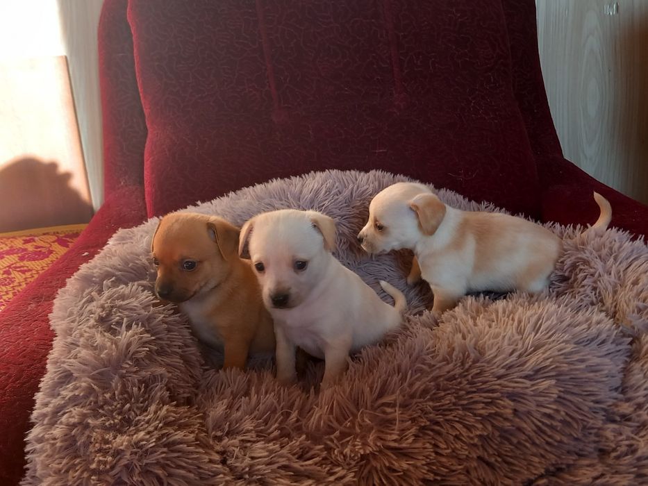 Чихупинчери. Три момчета.