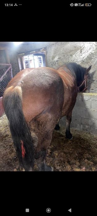 Vand mânza de 1.5 ani