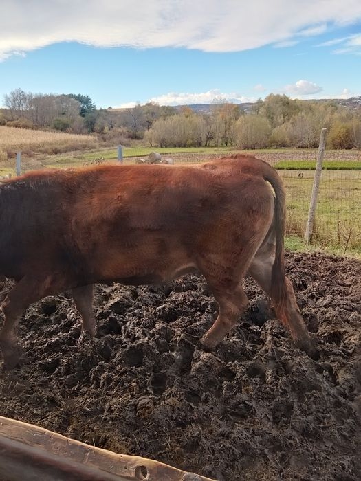 Vând juninci a fata