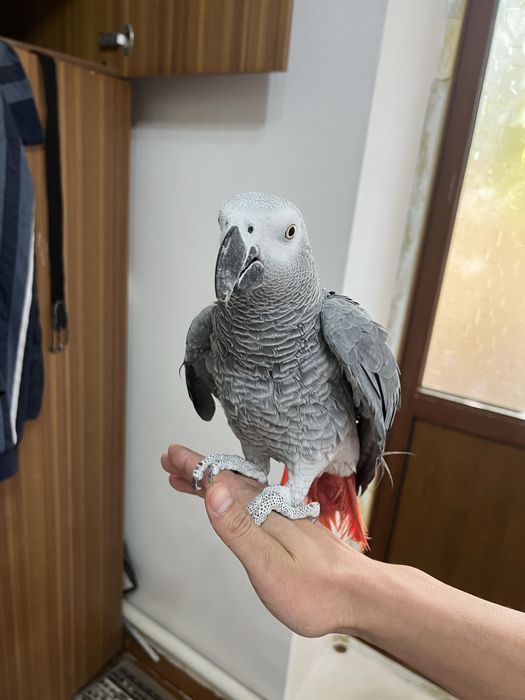 Попугай Жако Конго африканский