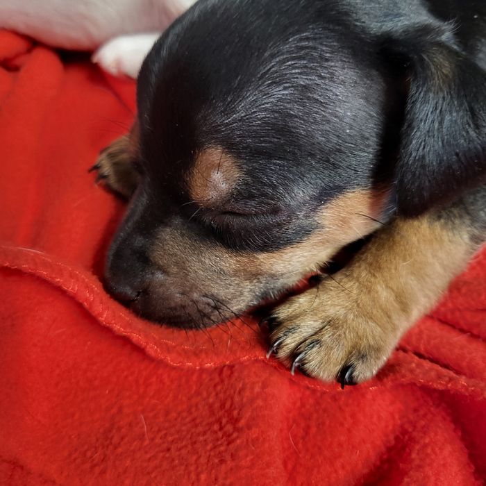 Пинчер немски сърнист