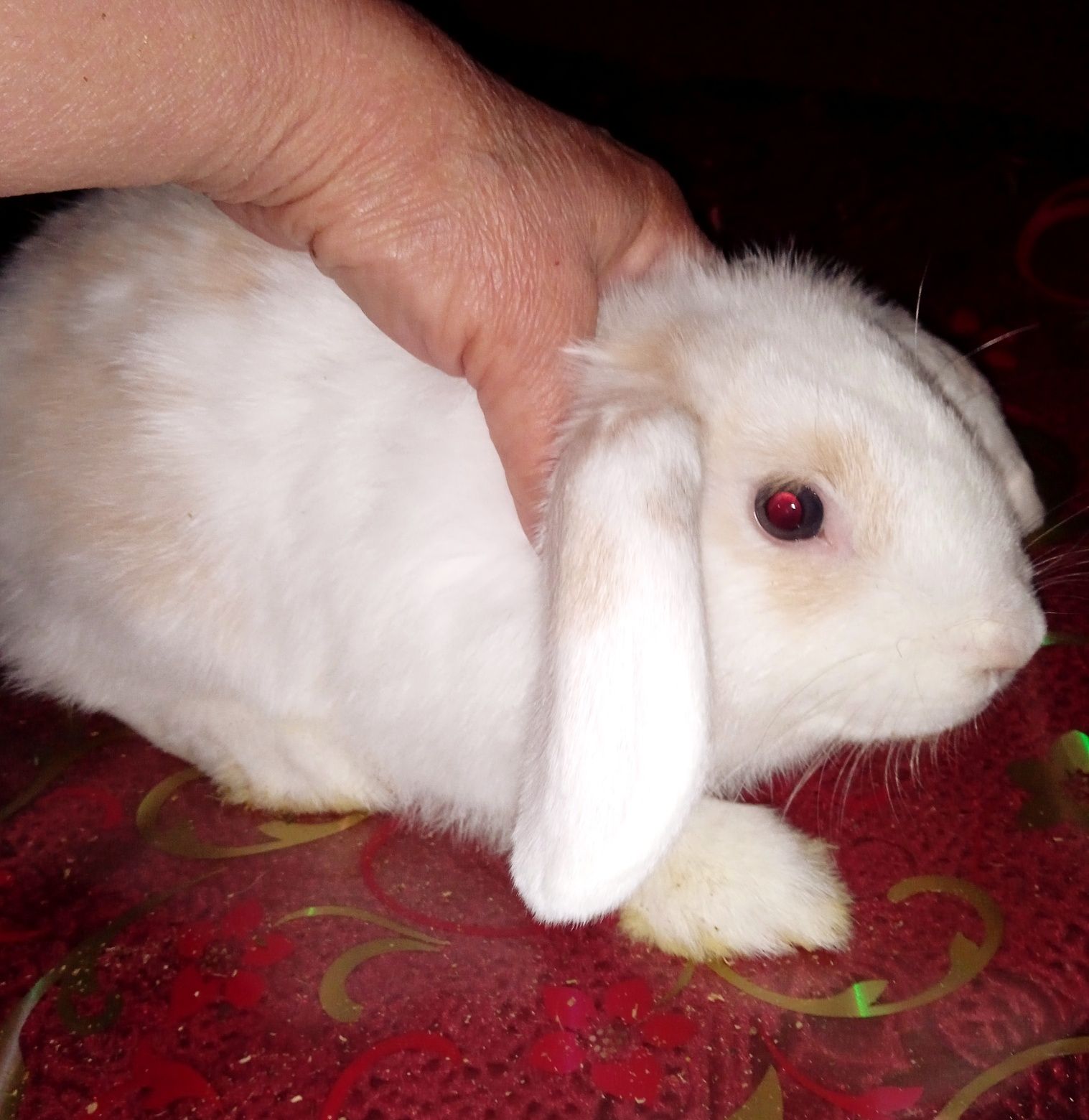 Крольчата: карликовый вислоухий баран.