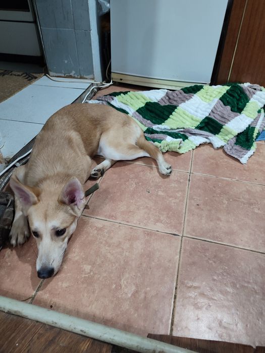 Отдам собаку бесплатно