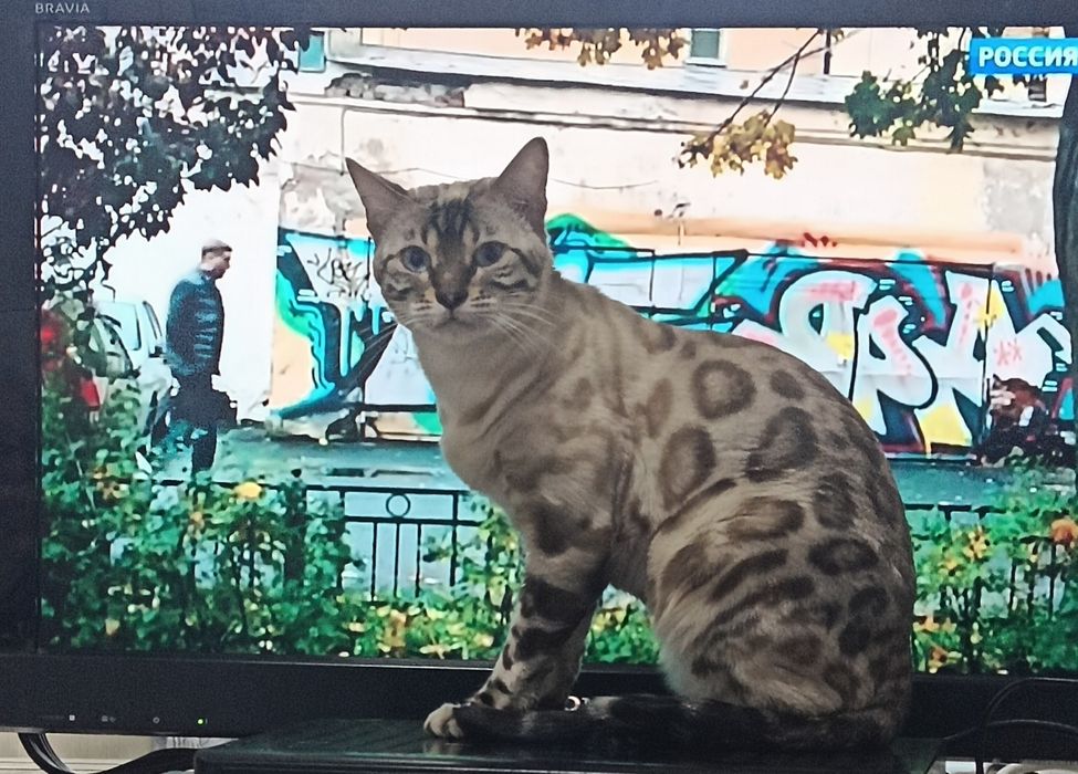 Бенгальские котята