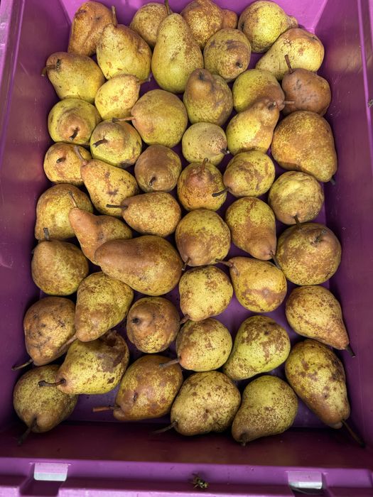 Pere bio 100% din Felnac – 4 lei/kg
