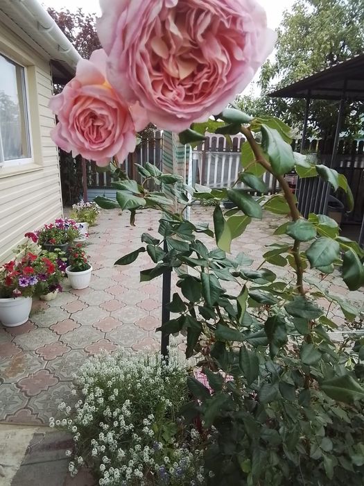 Продам дачу в с/т Эврика