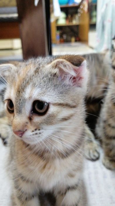 Котята  вислоушки  торг