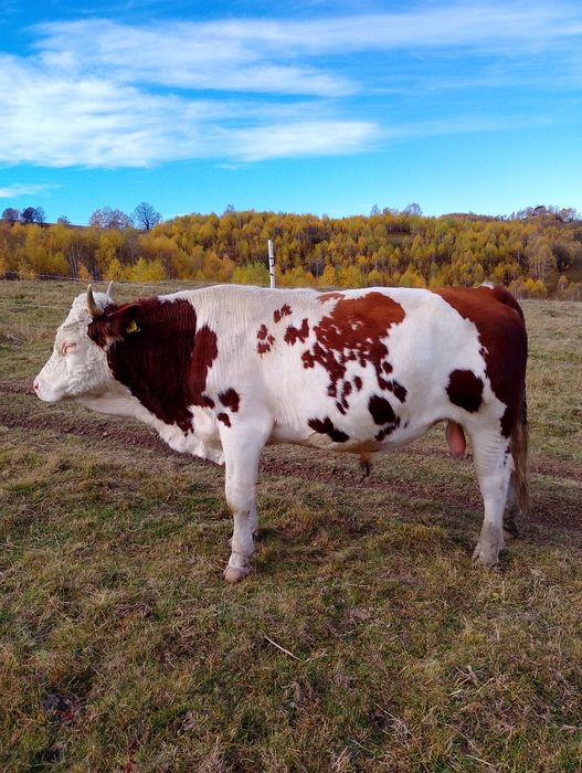 De vânzare un taur de 2 ani jumate